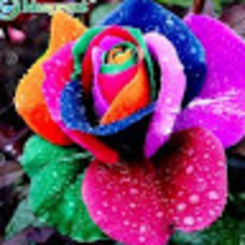 Meet your Posher, Rose